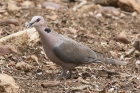 Red eyed Dove by Mick Dryden