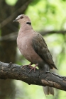 Red eyed Dove by Mick Dryden