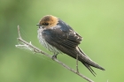 Lesser striped Swallow by Mick dryden