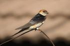 Striped Swallow by Mick Dryden