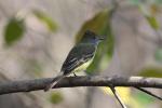 Great-crested Flycatcher by Tony Paintin