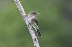 Eastern Phoebe by Mick Dryden