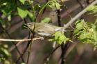 Red-eyed Vireo by Mick Dryden