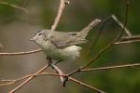 Warbling Vireo by Mick Dryden