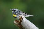 Yellow-rumped Warbler by Mick Dryden