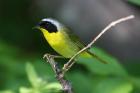Common Yellowthroat by Mick Dryden