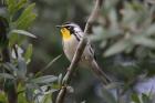 Yellow-throated Warbler by Miranda Collett
