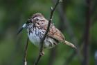 Song Sparrow by Mick Dryden