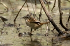 Swamp Sparrow by Mick Dryden