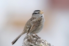 White-crowned Sparrow by Mick Dryden