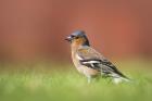 Chaffinch by Kris Bell