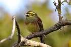 Cirl Bunting by Alan Modral