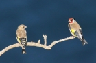 Goldfinches by Mick Dryden