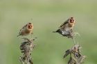 Goldfinches by Mick Dryden