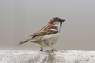 House Sparrow by Mick Dryden