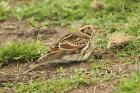Lapland Bunting by Mick Dryden