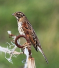 Reed Bunting by Ceri James