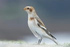 Snow Bunting by Mick Dryden