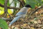 Azure-winged Magpie by Mick Dryden