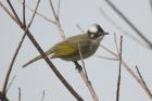 Chinese Bulbul by Mick Dryden