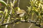 Common Tailorbird by Mick Dryden