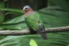 Emerald Dove by Mick Dryden