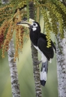 Oriental Pied Hornbill by Kris Bell