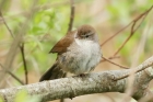Cetti's Warbler by Mick Dryden