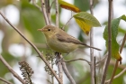 Melodious Warbler by Chris Stamper