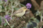 Melodious Warbler by Mick Dryden
