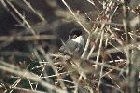 Sardinian Warbler by Mick Dryden