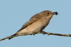 Spotted Flycatcher by Romano da Costa