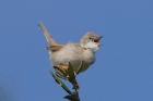 Whitethroat by Mick Dryden