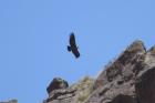 Andean Condor by Mick Dryden