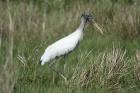 American Wood Stork by Mick Dryden