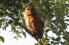 Pel's Fishing Owl by Mick Dryden
