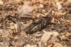 Square-tailed Nightjar by Mick Dryden