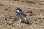 House Martin by Mick Dryden