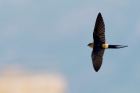 Red-rumped Swallow by Romano da Costa