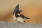 Barn Swallow by Mick Dryden