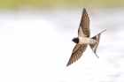 Swallow by Romano da Costa
