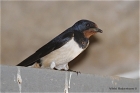 Barn Swallow by Vikki Robertson