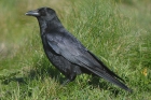 Carrion Crow by Romano da Costa