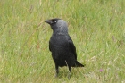 Jackdaw by Sarah Scriven