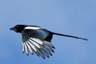 Magpie by Mick Dryden