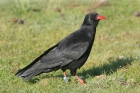 Red-billed Chough by Mick Dryden