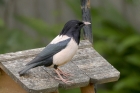 Rose coloured Starling by Mick Dryden