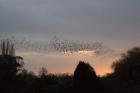 Starlings by Andrew Koester