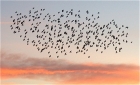 Starlings over St Helier by Chris Eve