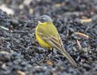 Blue-headed Wagtail by Tim Ransom